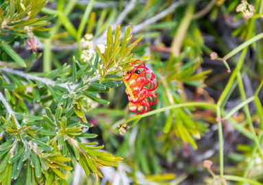 Elegant Grevillea