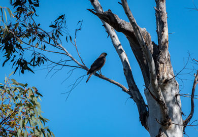 Sparrowhawks and Goshawks