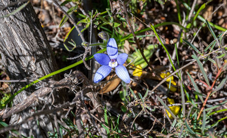 Blue China Orchid