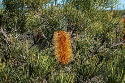 Banksia grossa