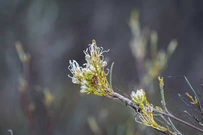 Spindly Grevillea