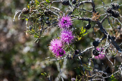 Melaleuca trichophylla