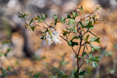 Tassel Grevillea