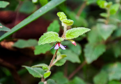 Tremandra stelligera