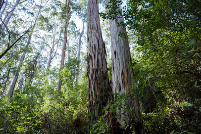 Karri Forest near Denmark
