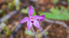 Pink Fairy Orchid