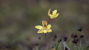 Lemon-scented Sun Orchid