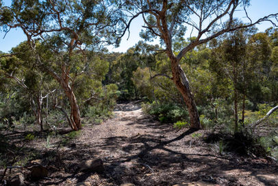 Yonga Trail