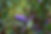 Hovea found on the Munda Biddi