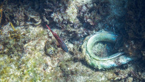 Western Striped Cardinalfish