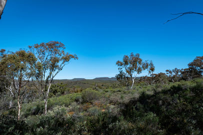 Yonga Trail