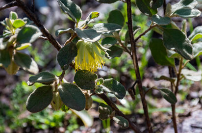 Diplolaena obovata