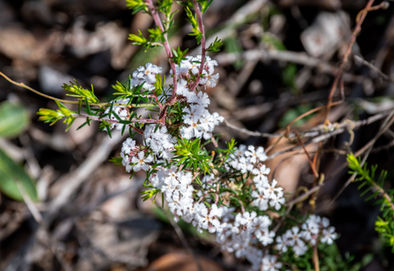 Leucopogon capitellatus