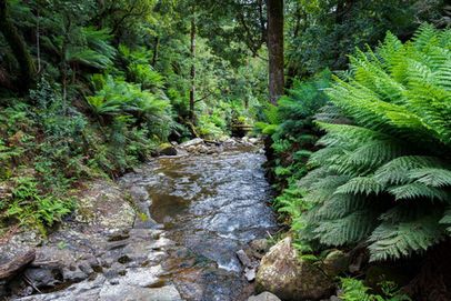 Downstream of Westmorland Falls