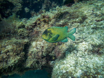 McCulloch’s Scalyfin
