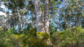 Karri Tree on the Torbay Nature Trail