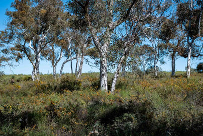 Yonga Trail