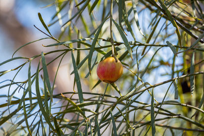Bitter Quandong