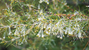 Honey Bush
