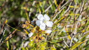 Drosera hirsuta