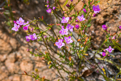 Boronia spathulata