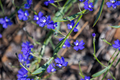 Dampiera obliqua
