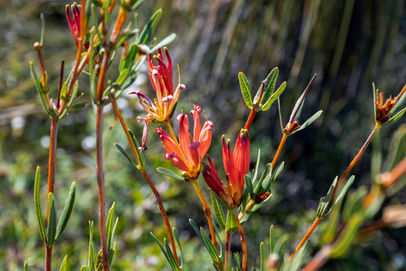 Many-flowered Honeysuckle