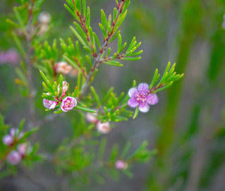 Wildflowers on East Mount Barren