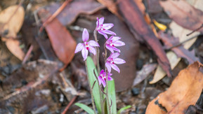 Little Pink Fairy Orchid