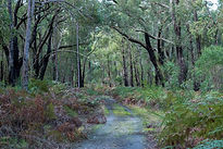 Dog Friendly Hikes near Balingup