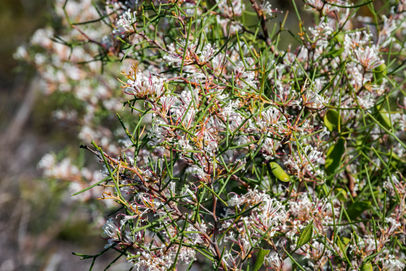 Two-leaf Hakea