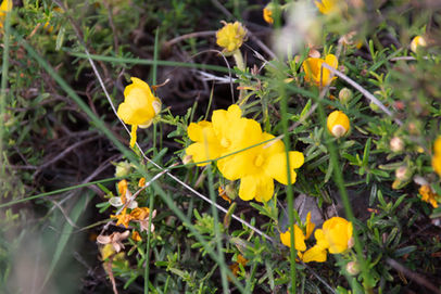 Yellow Buttercups