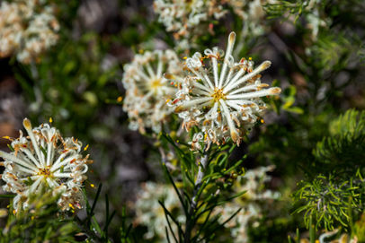 Petrophile brevifolia