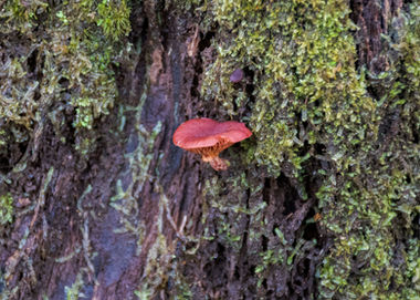 Fungi in Harewood Forest