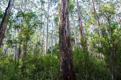 Karri Forest