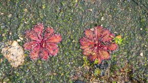 Red-leaved Sundew