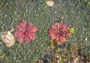 Red-leaved Sundew