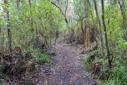 Harewood Forest Walk