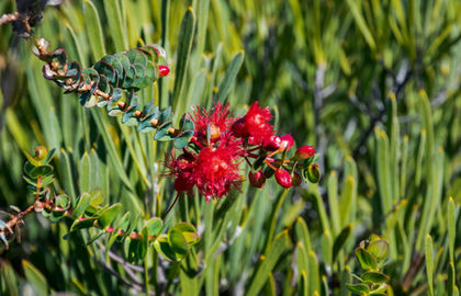 Scarlet Featherflower