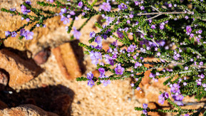 Thryptomene strongylophylla