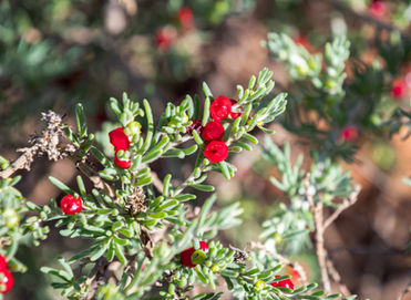 Barrier Saltbush