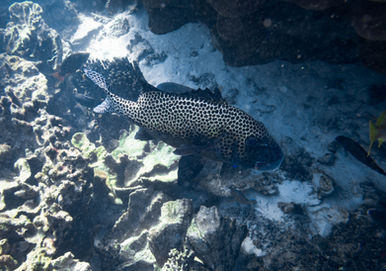 Harlequin Sweetlips