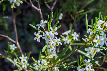 Ricinocarpos psilocladus
