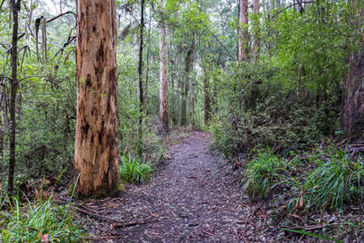 Harewood Forest Walk