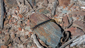 Scolopendra laeta