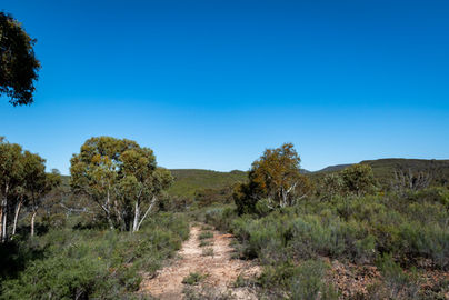 Yonga Trail