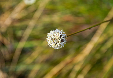 Button Grass