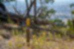 Leanganook Loops in Mount Alexander Regional Park