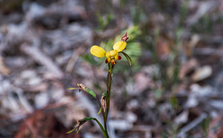 Small-flowered Donkey Orchid