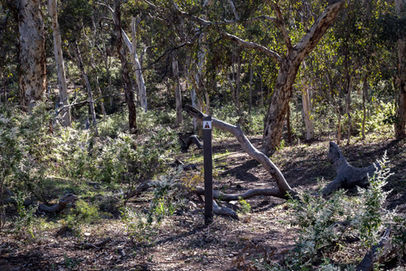 Yonga Trail